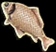 chub fish