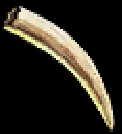 large tusk