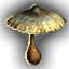 penny bun mushroom