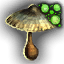 poisoned penny bun mushroom